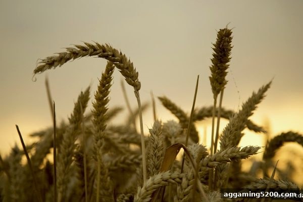 sb体育带你玩转波音百家乐：注册特权全解析